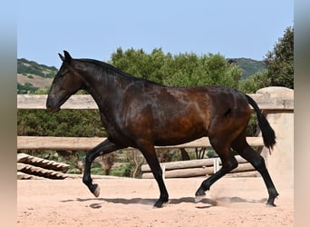 Menorquiner, Stute, 2 Jahre, 154 cm, Rappe