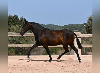 Menorquiner, Stute, 2 Jahre, 154 cm, Rappe