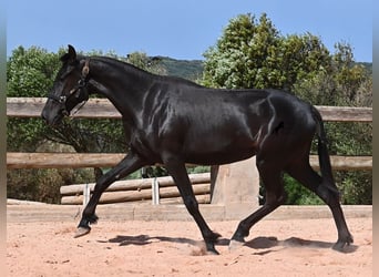 Menorquiner, Stute, 2 Jahre, 156 cm, Rappe