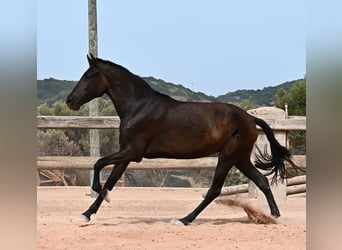 Menorquiner, Stute, 2 Jahre, 157 cm, Rappe