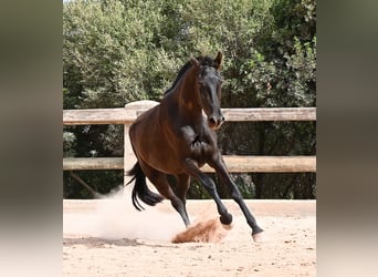 Menorquiner, Stute, 2 Jahre, 157 cm, Rappe