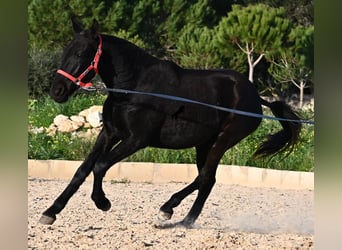 Menorquiner, Stute, 2 Jahre, 161 cm, Rappe