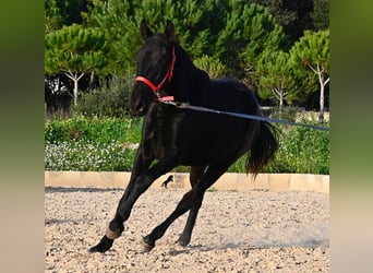 Menorquiner, Stute, 2 Jahre, 161 cm, Rappe