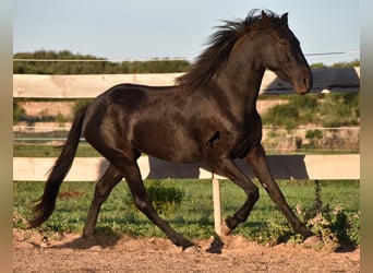 Menorquiner, Stute, 3 Jahre, 152 cm, Rappe