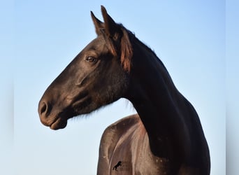 Menorquiner, Stute, 3 Jahre, 152 cm, Rappe