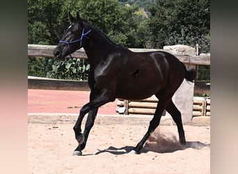 Menorquiner, Stute, 3 Jahre, 152 cm, Rappe