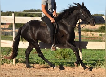 Menorquiner, Stute, 3 Jahre, 152 cm, Rappe