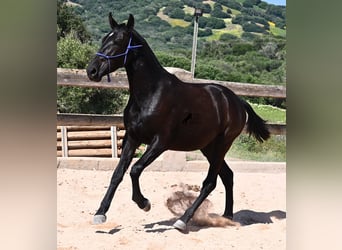 Menorquiner, Stute, 3 Jahre, 152 cm, Rappe