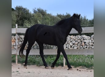 Menorquiner, Stute, 3 Jahre, 153 cm, Rappe