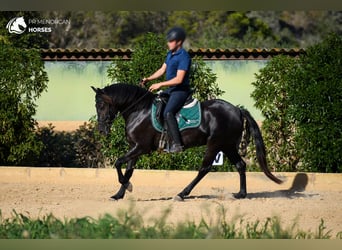 Menorquiner, Stute, 3 Jahre, 153 cm, Rappe