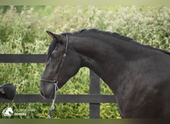 Menorquiner, Stute, 3 Jahre, 156 cm, Rappe