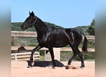 Menorquiner, Stute, 3 Jahre, 157 cm, Rappe