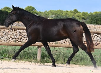 Menorquiner, Stute, 3 Jahre, 159 cm, Rappe