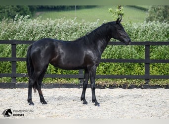 Menorquiner, Stute, 3 Jahre, 160 cm, Rappe