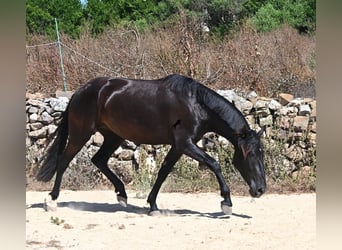 Menorquiner, Stute, 3 Jahre, 162 cm, Rappe