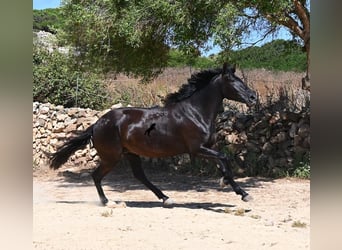 Menorquiner, Stute, 3 Jahre, 162 cm, Rappe