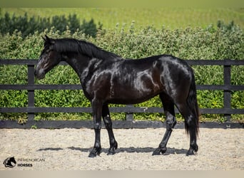 Menorquiner, Stute, 3 Jahre, 165 cm, Rappe