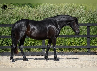 Menorquiner, Stute, 3 Jahre, 165 cm, Rappe