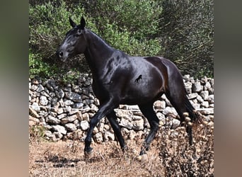 Menorquiner, Stute, 3 Jahre, 166 cm, Rappe