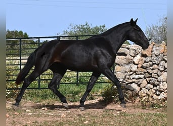 Menorquiner, Stute, 3 Jahre, 166 cm, Rappe