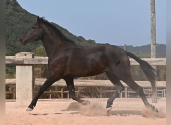 Menorquiner, Stute, 3 Jahre, 166 cm, Rappe
