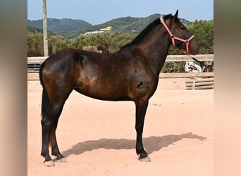Menorquiner, Stute, 3 Jahre, 166 cm, Rappe