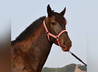 Menorquiner, Stute, 3 Jahre, 166 cm, Rappe