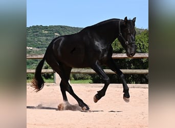Menorquiner, Stute, 3 Jahre, 167 cm, Rappe