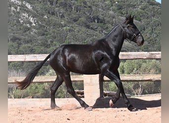 Menorquiner, Stute, 3 Jahre, 167 cm, Rappe