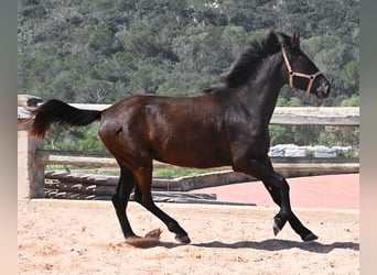 Menorquiner, Stute, 3 Jahre, 169 cm, Rappe