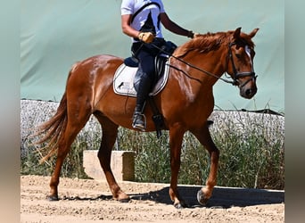 Menorquiner, Stute, 4 Jahre, 155 cm, Fuchs