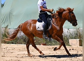 Menorquiner, Stute, 4 Jahre, 155 cm, Fuchs