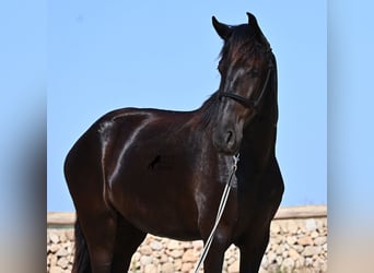 Menorquiner, Stute, 4 Jahre, 161 cm, Rappe