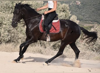 Menorquiner, Stute, 4 Jahre, 161 cm, Rappe