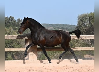 Menorquiner, Stute, 4 Jahre, 161 cm, Rappe