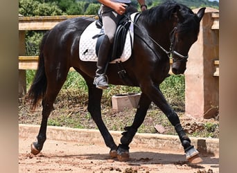 Menorquiner, Stute, 4 Jahre, 165 cm, Rappe