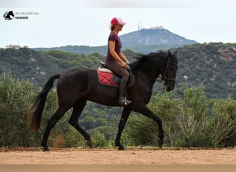 Menorquiner, Stute, 4 Jahre, 165 cm, Rappe
