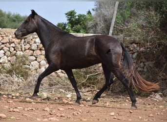 Menorquiner, Stute, 5 Jahre, 154 cm, Rappe