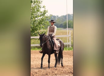 Menorquiner, Stute, 5 Jahre, 155 cm, Rappe