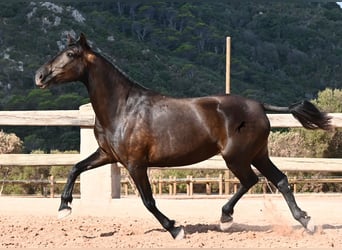 Menorquiner, Stute, 5 Jahre, 159 cm, Rappe