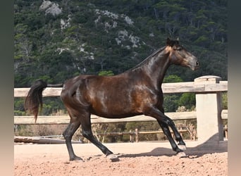 Menorquiner, Stute, 5 Jahre, 159 cm, Rappe