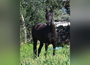 Menorquiner, Stute, 5 Jahre, 167 cm, Rappe