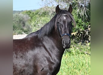 Menorquiner, Stute, 5 Jahre, 167 cm, Rappe