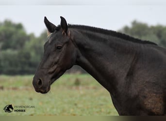 Menorquiner, Stute, 7 Jahre, 151 cm, Rappe