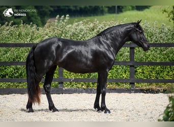 Menorquiner, Stute, 7 Jahre, 160 cm, Rappe