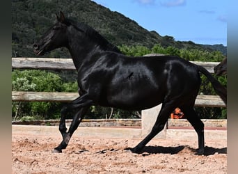 Menorquiner, Stute, 8 Jahre, 153 cm, Rappe