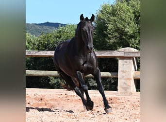 Menorquiner, Stute, 8 Jahre, 160 cm, Rappe