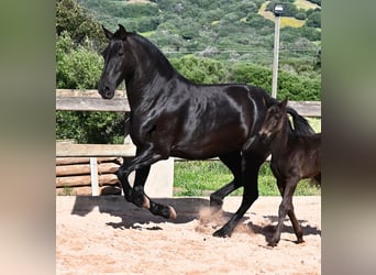 Menorquiner, Stute, 8 Jahre, 160 cm, Rappe