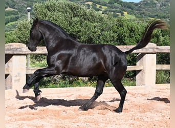 Menorquiner, Stute, 8 Jahre, 160 cm, Rappe