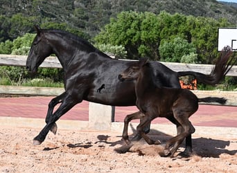 Menorquiner, Stute, 8 Jahre, 160 cm, Rappe